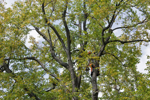 Best Commercial Tree Services  in USA